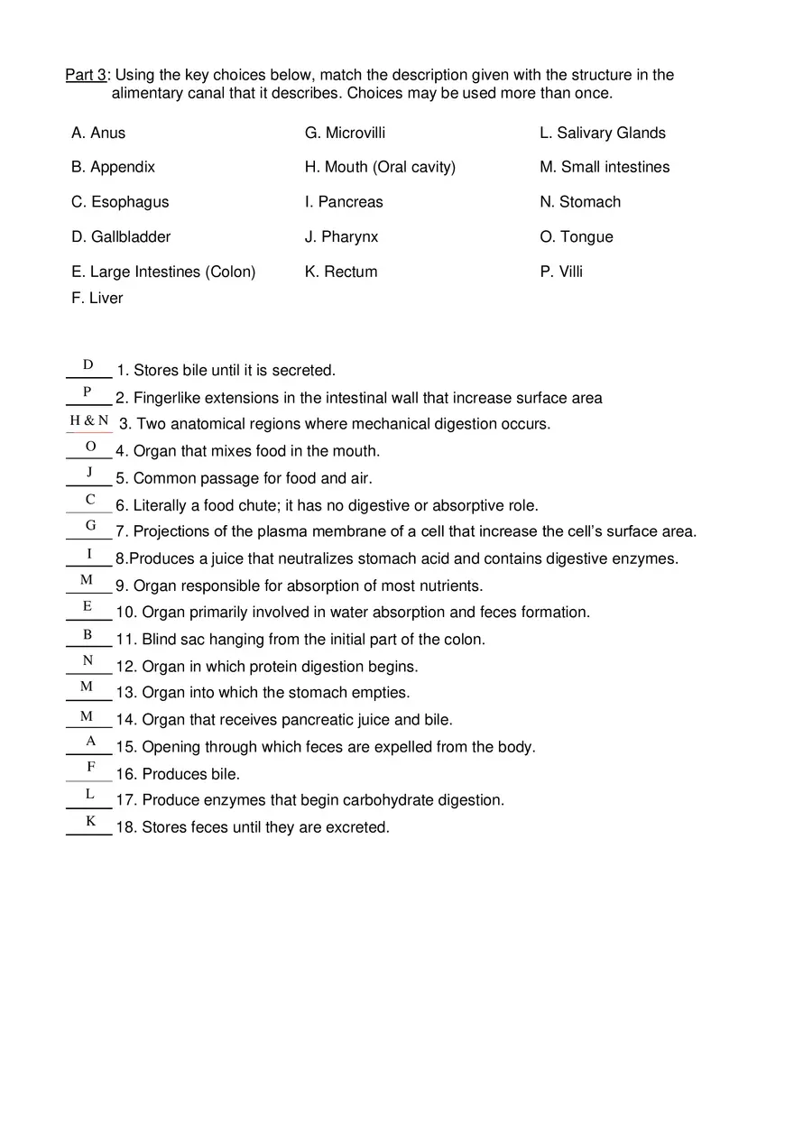 Digestive System Worksheet - Page 3