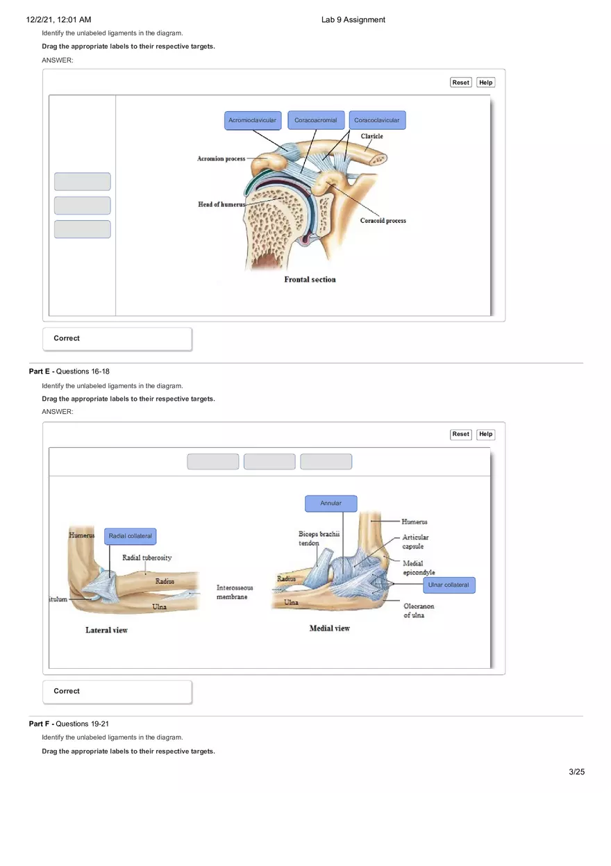 Anatomy Lab 9 Assignment - Page 13