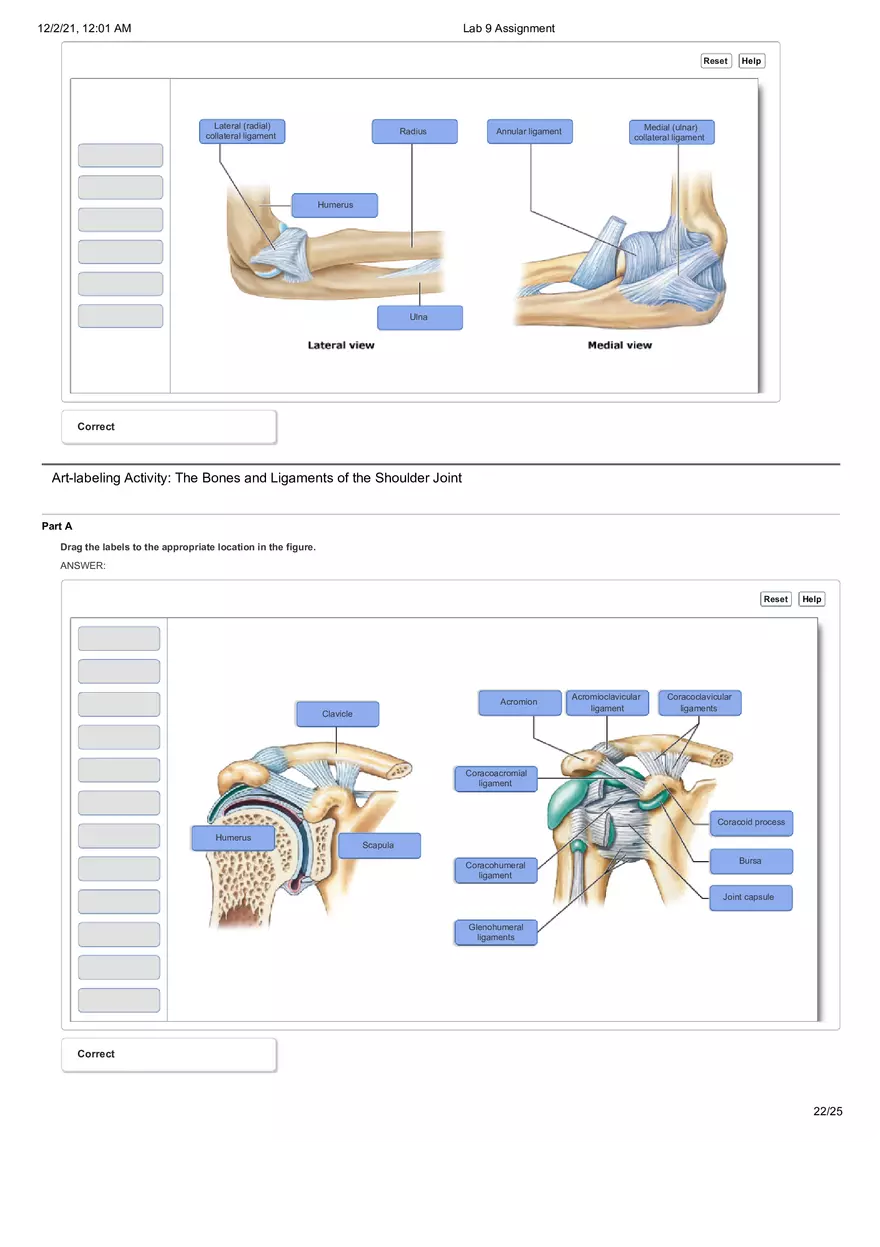 Anatomy Lab 9 Assignment - Page 15