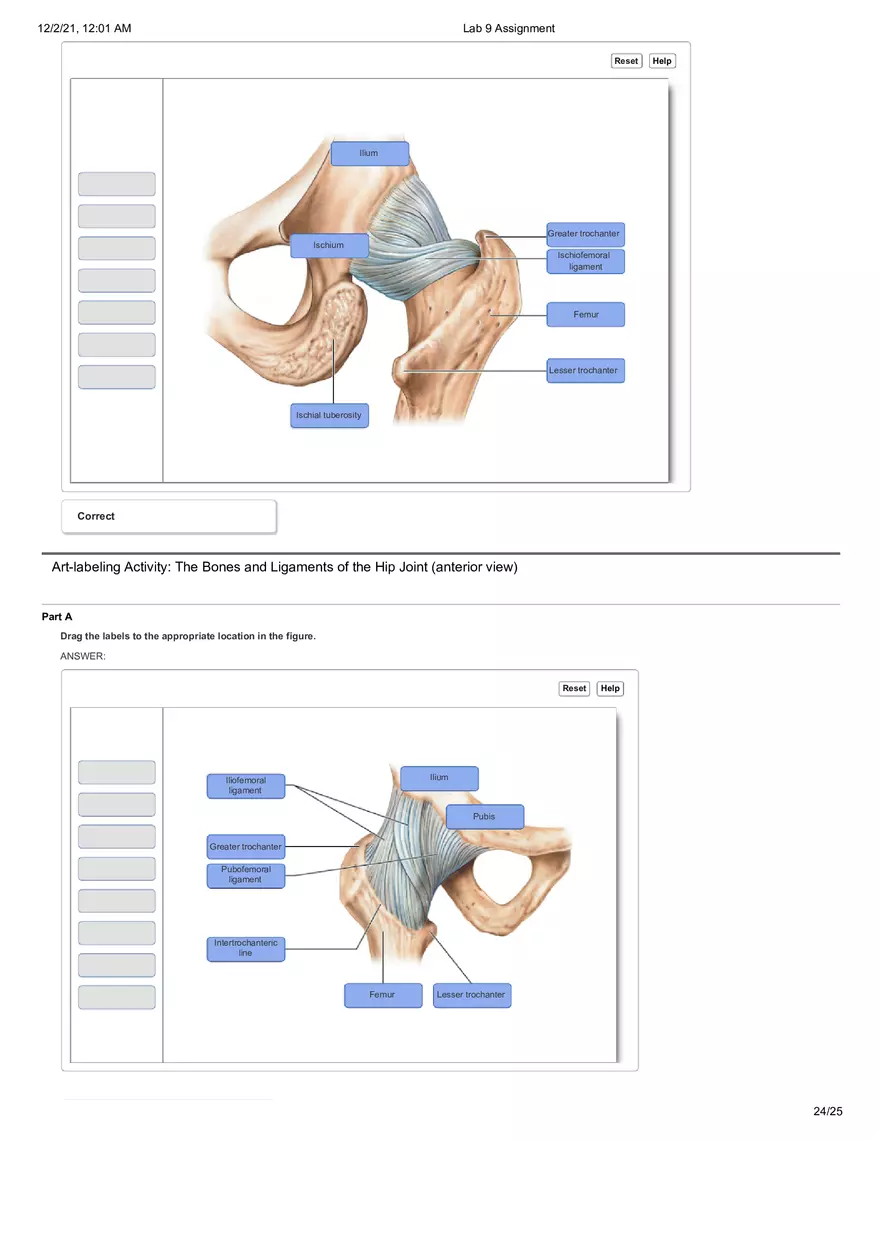 Anatomy Lab 9 Assignment - Page 17
