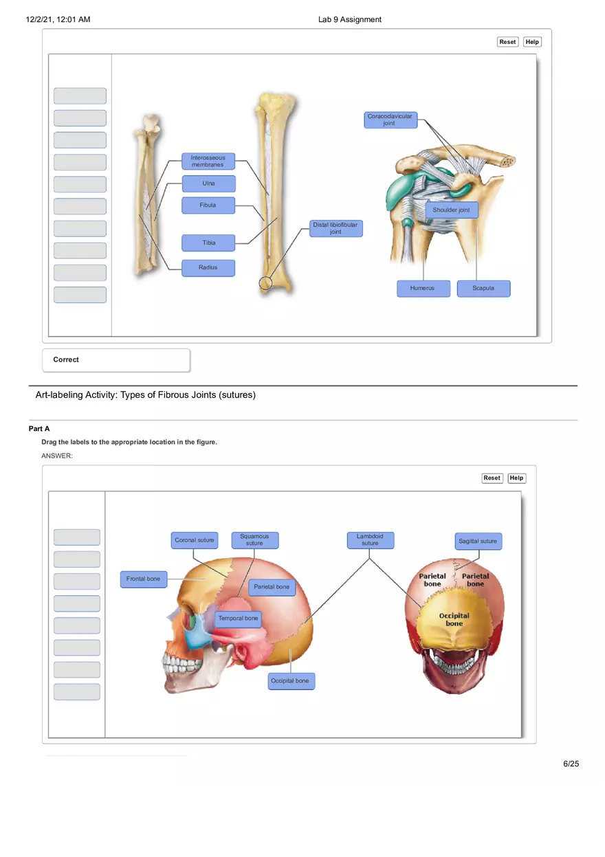 Anatomy Lab 9 Assignment - Page 21