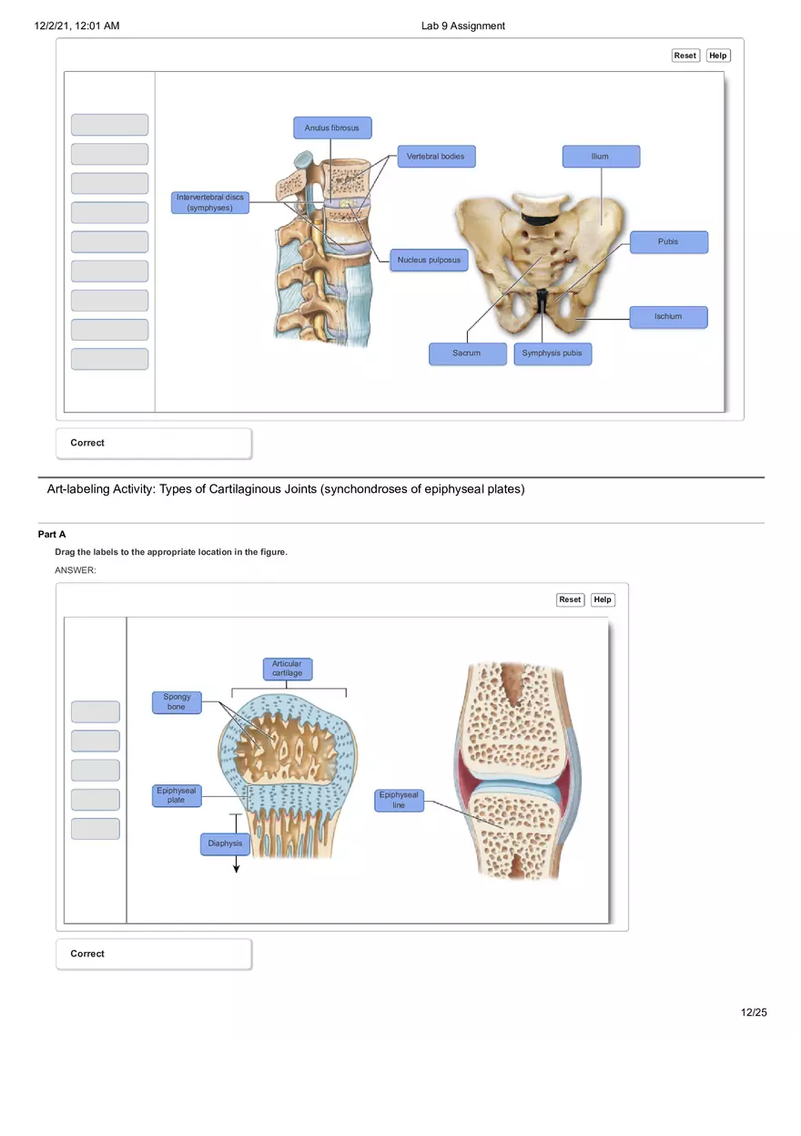 Anatomy Lab 9 Assignment - Page 4