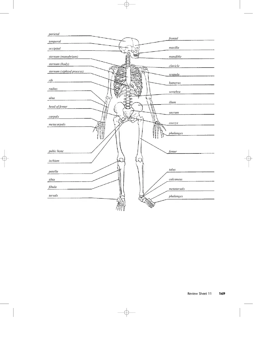 Bones of the Pectoral Girdle and Upper Extremity - Page 7