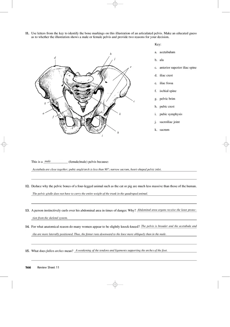 Bones of the Pectoral Girdle and Upper Extremity - Page 4