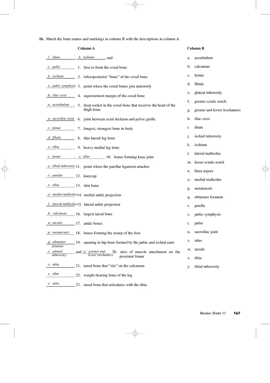 Bones of the Pectoral Girdle and Upper Extremity - Page 5
