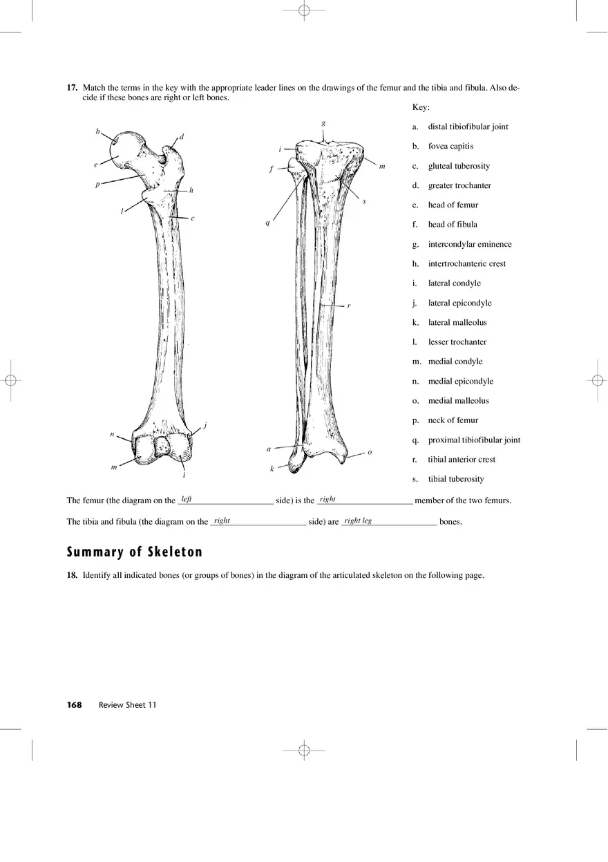 Bones of the Pectoral Girdle and Upper Extremity - Page 6
