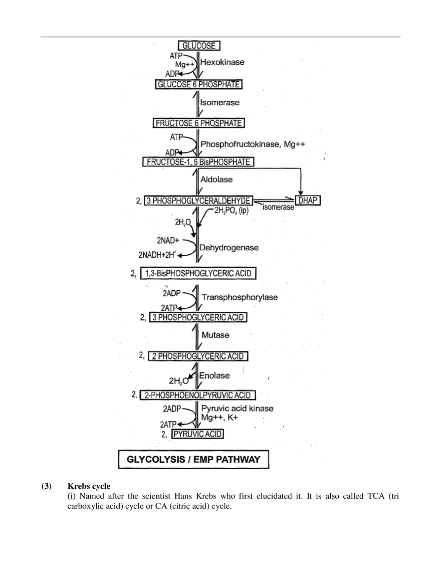 Respiration in Plants - Page 17
