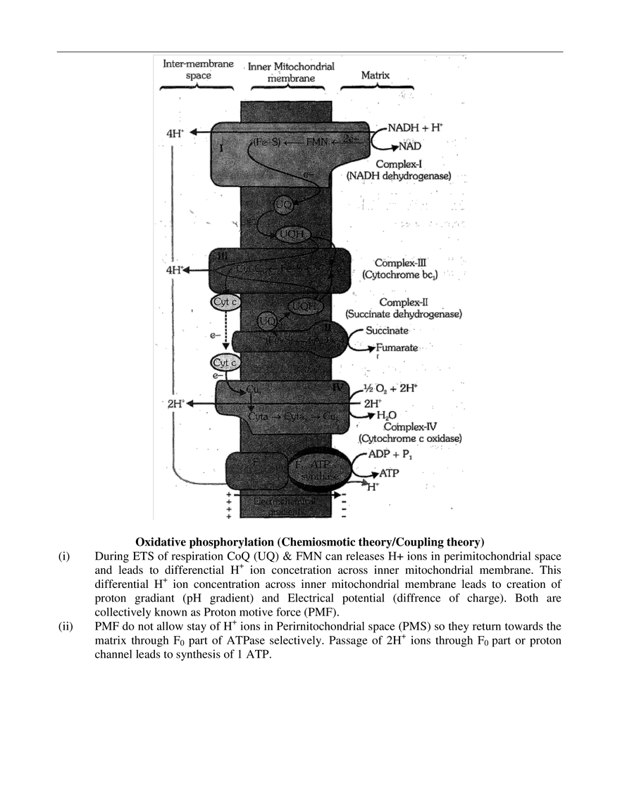Respiration in Plants - Page 21