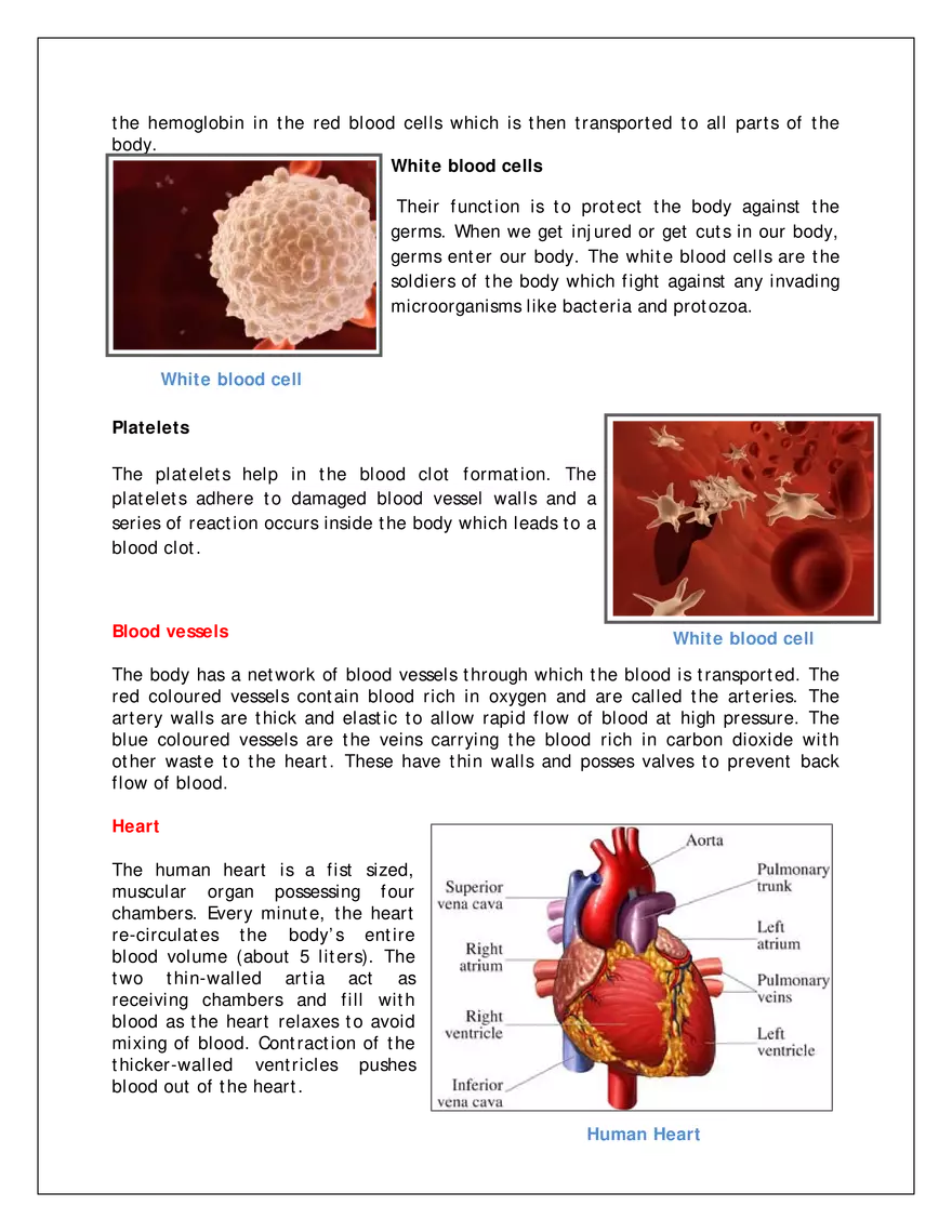 Human Circulatory System - Page 2