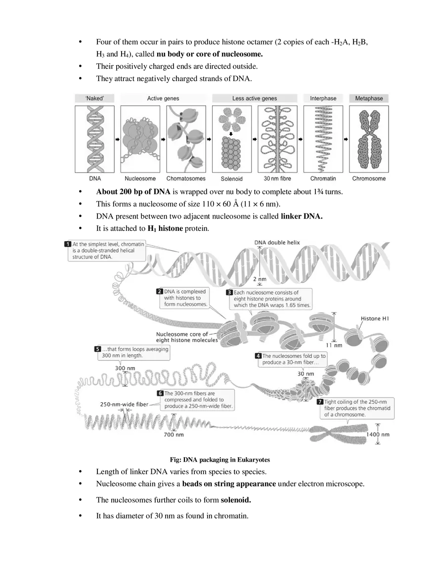 2  Packaging of DNA Helix - Page 2