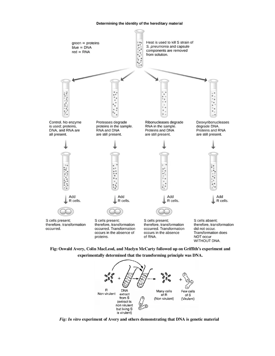 3  The Search for Genetic Material - Page 3