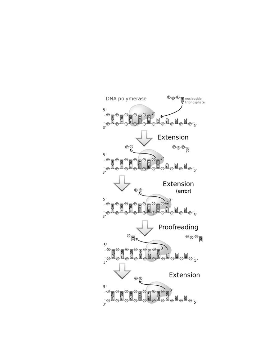 6  DNA Polymerase - Page 2