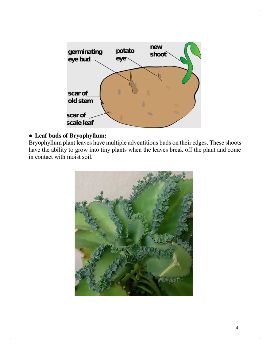 Reproduction in Organisms - Page 4