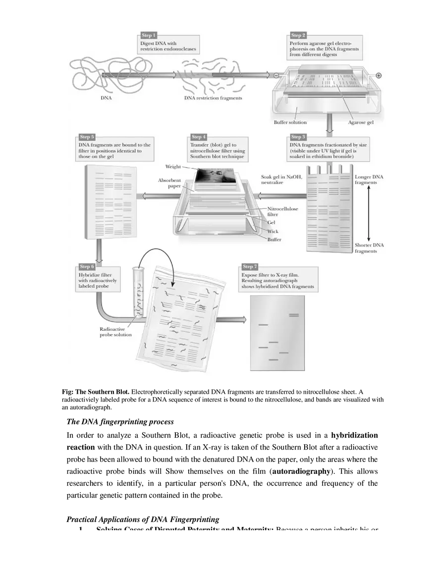 12  DNA Fingerprinting - Page 2