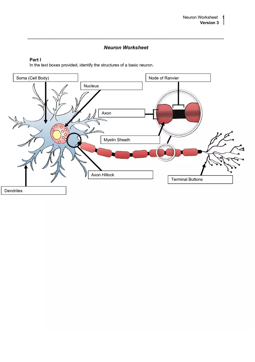 Neuron Worksheet Version 3 - Page 1