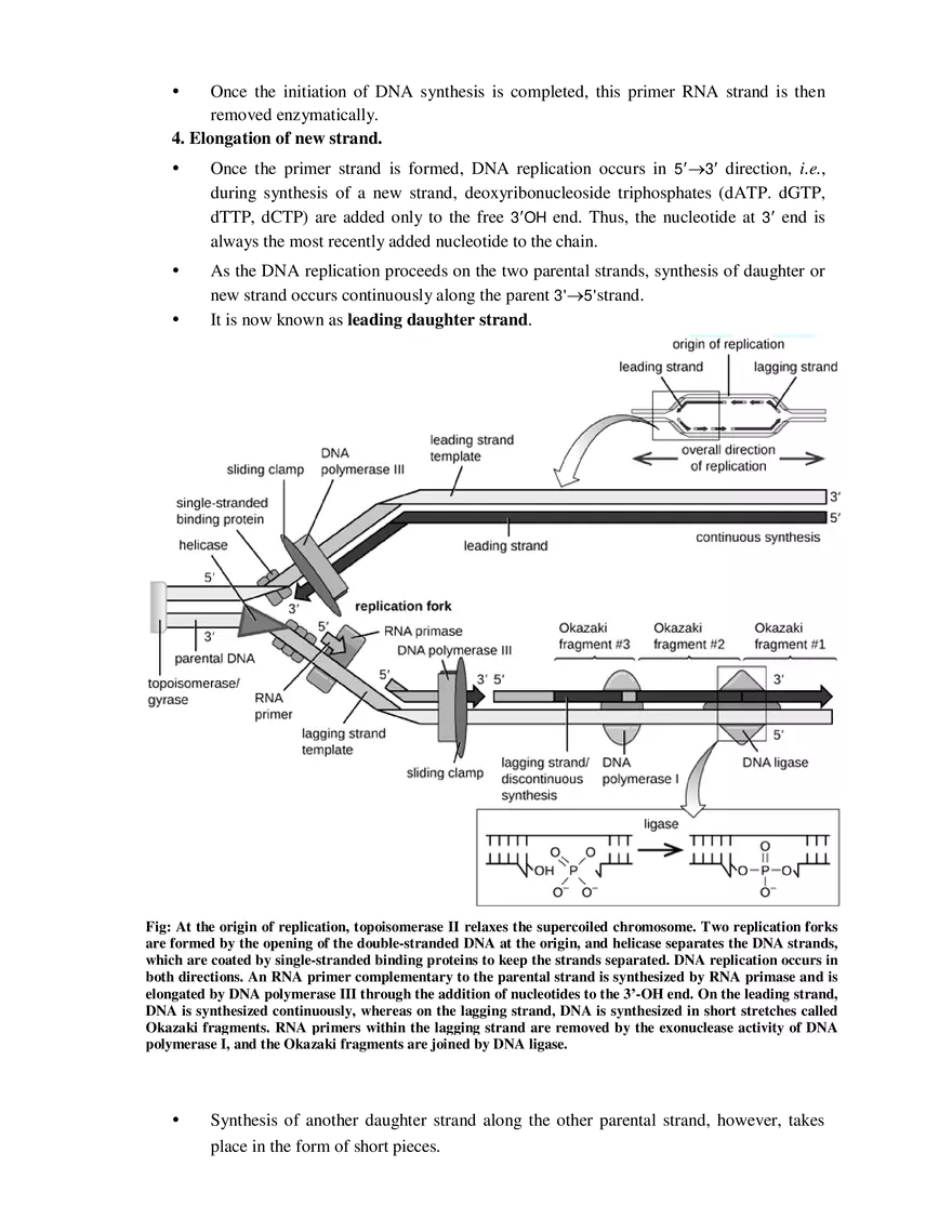 5  Replication of DNA - Page 7
