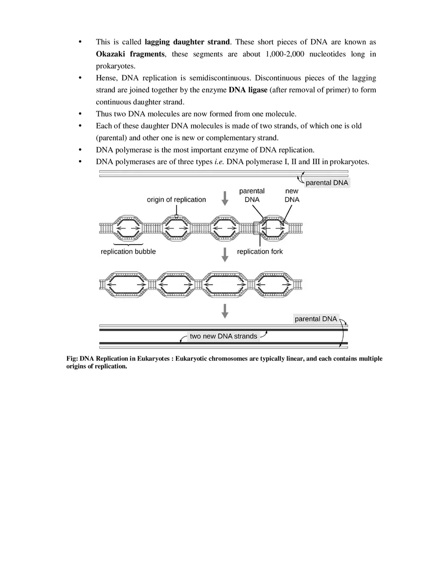 5  Replication of DNA - Page 8