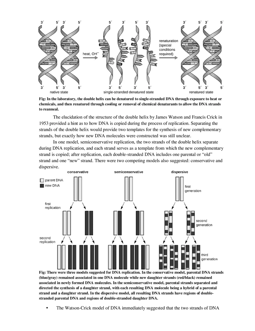 5  Replication of DNA - Page 2