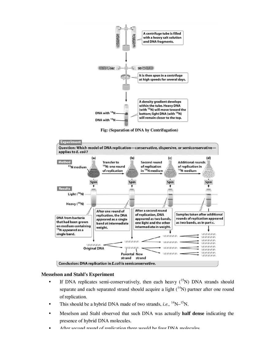5  Replication of DNA - Page 4