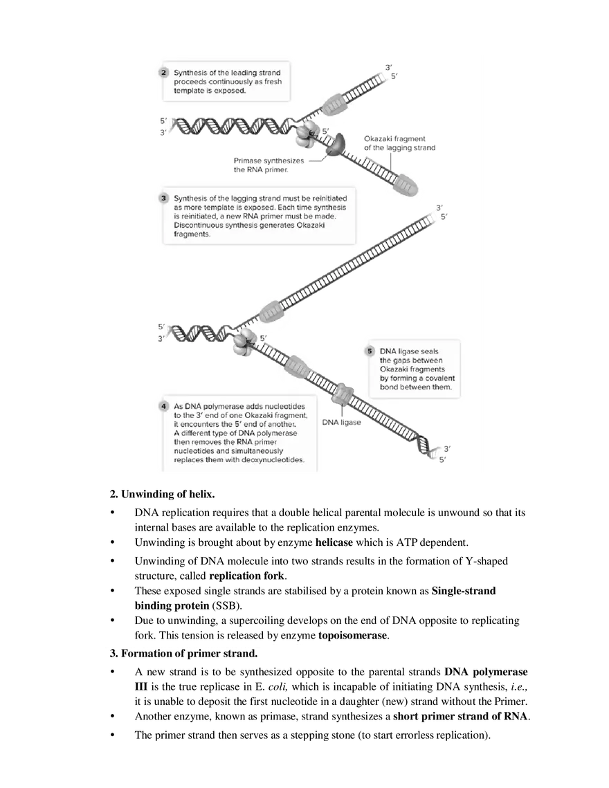 5  Replication of DNA - Page 6
