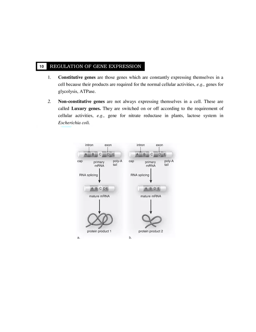 10-11  Regulation of Gene Expression - Page 1