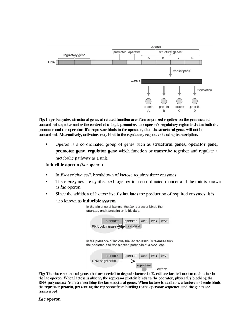 10-11  Regulation of Gene Expression - Page 3