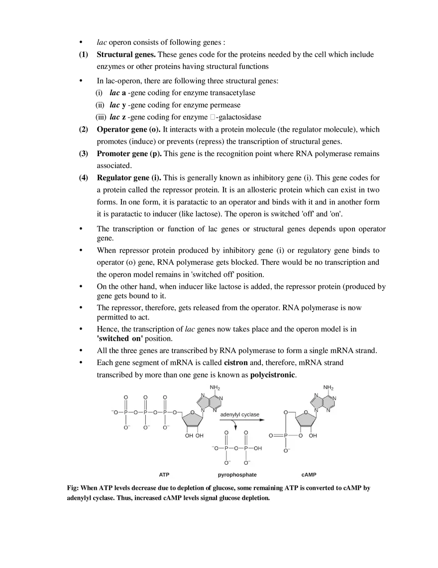 10-11  Regulation of Gene Expression - Page 4