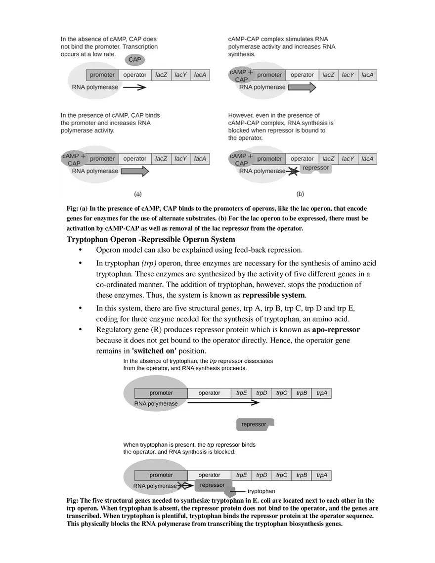 10-11  Regulation of Gene Expression - Page 5