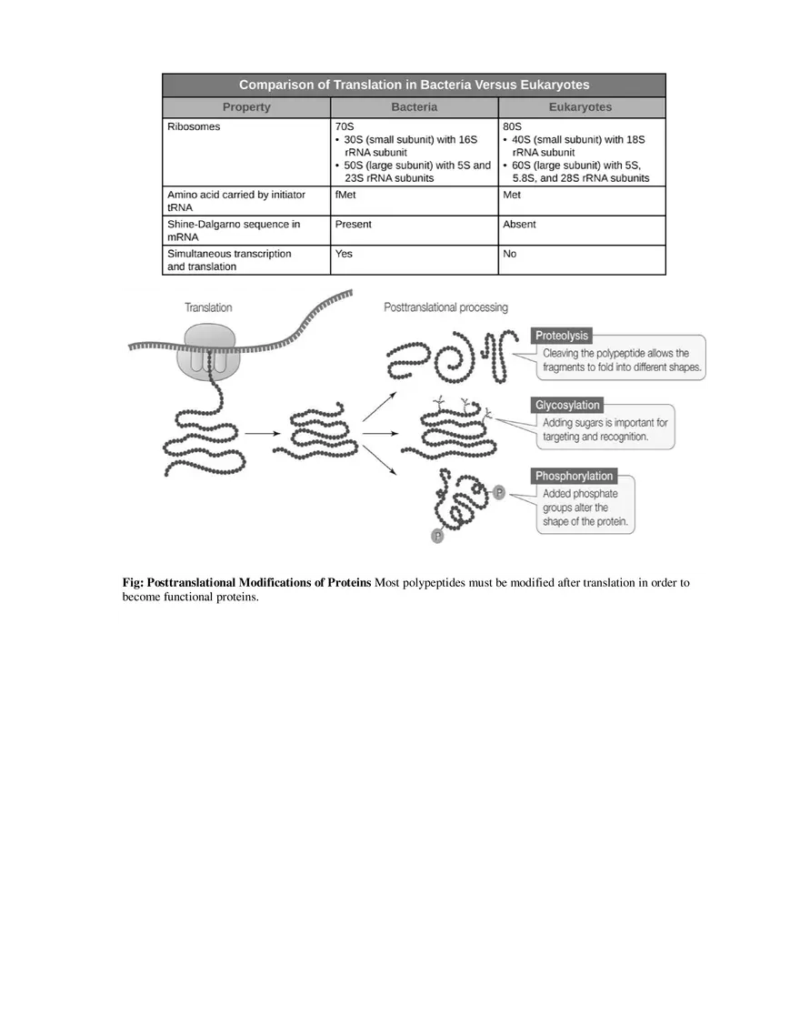 9  Mechanism of Protein Synthesis - Page 7
