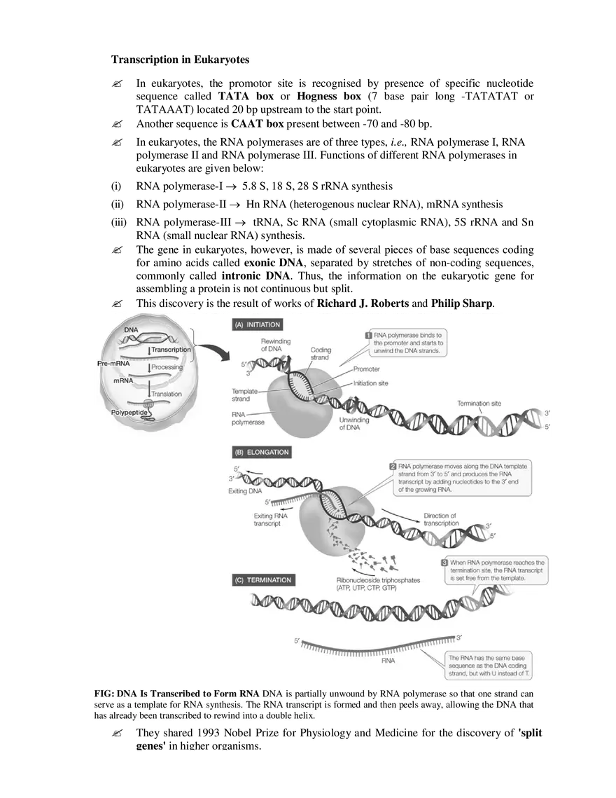 9  Mechanism of Protein Synthesis - Page 8