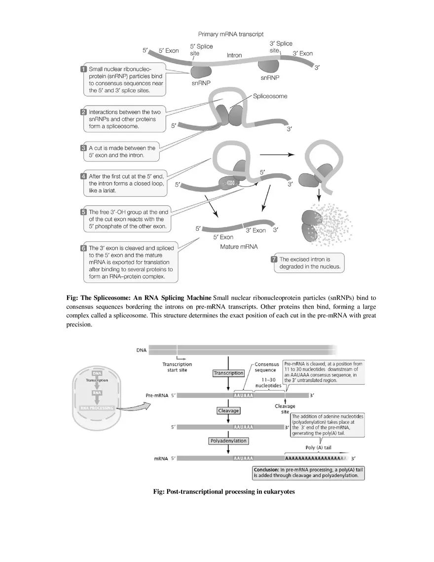 9  Mechanism of Protein Synthesis - Page 10