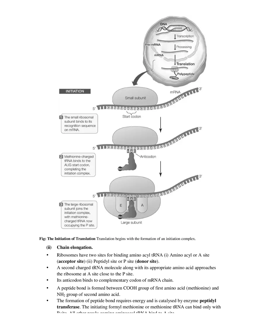 9  Mechanism of Protein Synthesis - Page 15