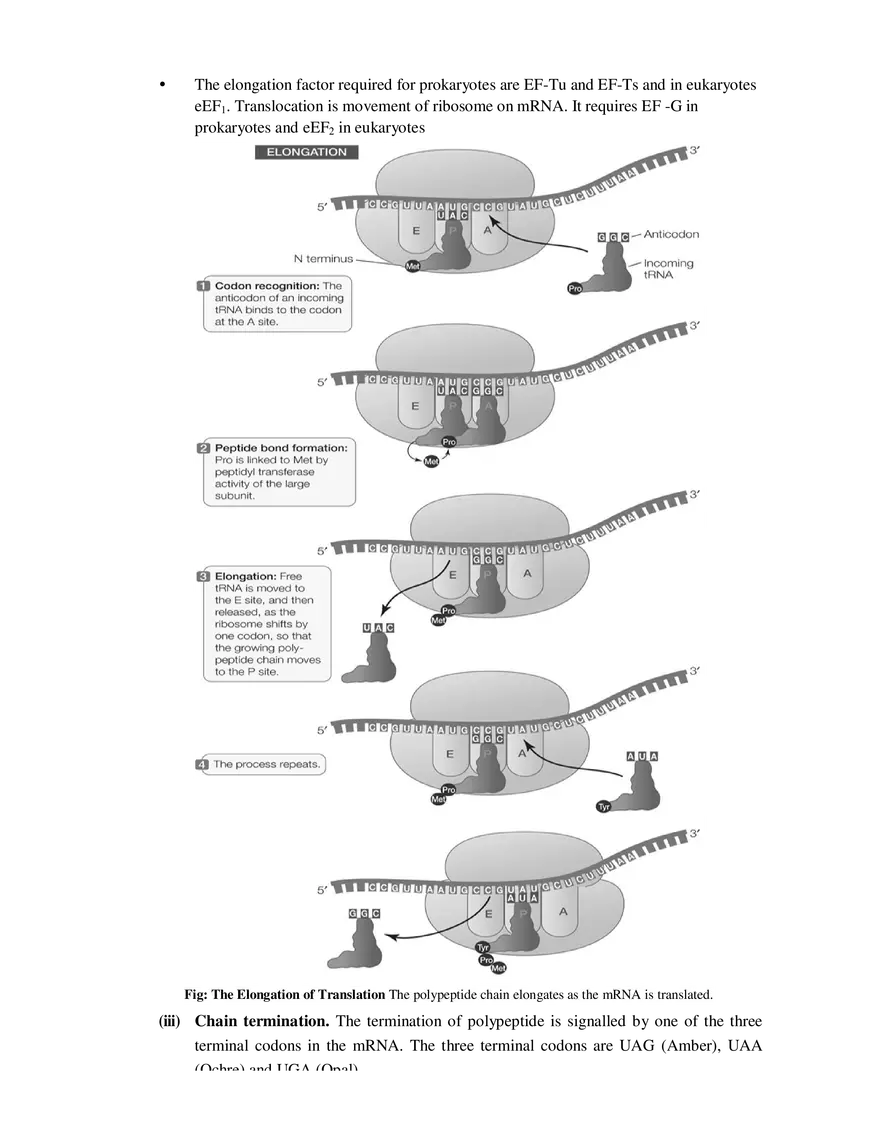9  Mechanism of Protein Synthesis - Page 3