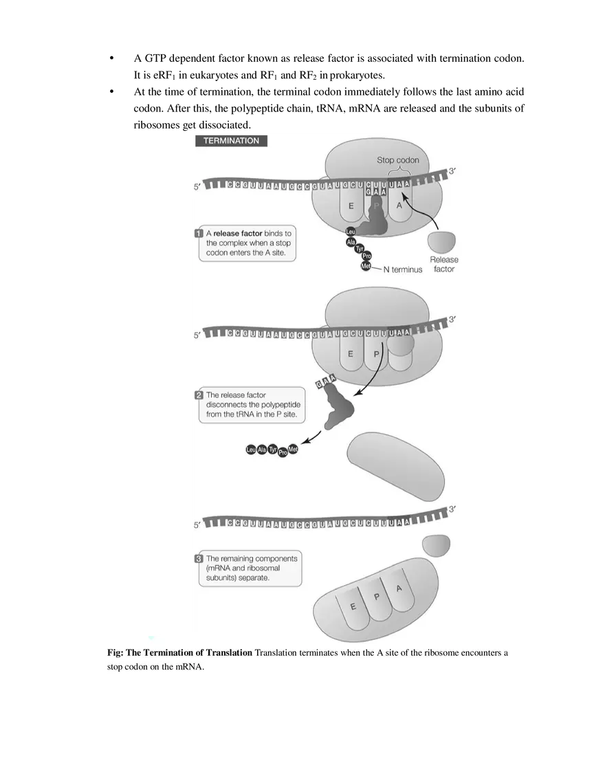 9  Mechanism of Protein Synthesis - Page 4