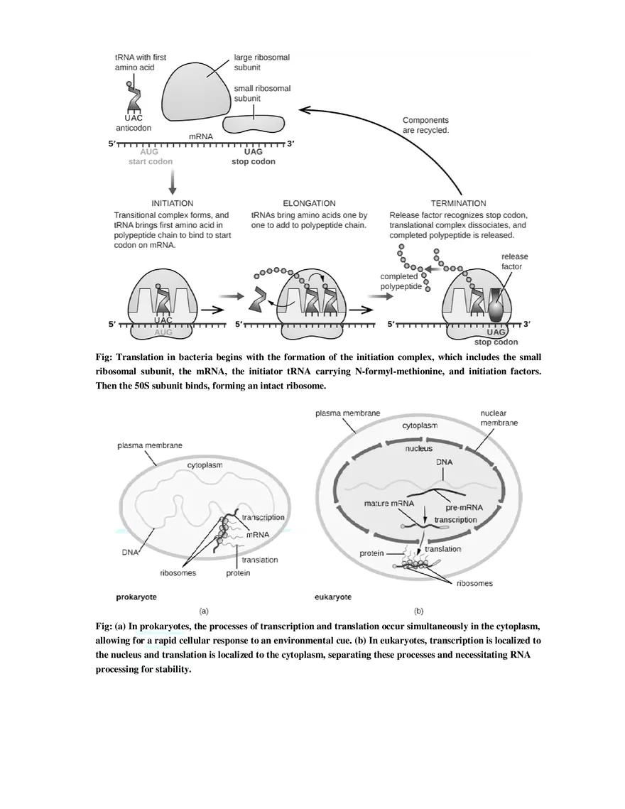 9  Mechanism of Protein Synthesis - Page 5
