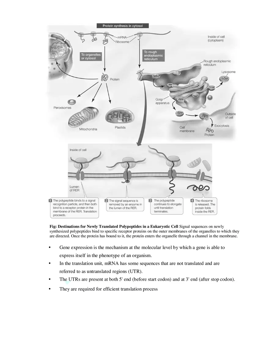 9  Mechanism of Protein Synthesis - Page 6