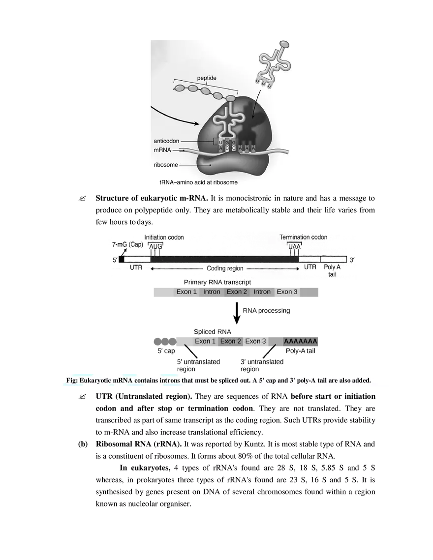 7  Structure of RNA - Page 2