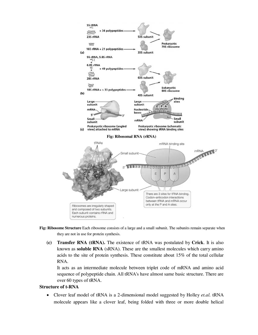 7  Structure of RNA - Page 3