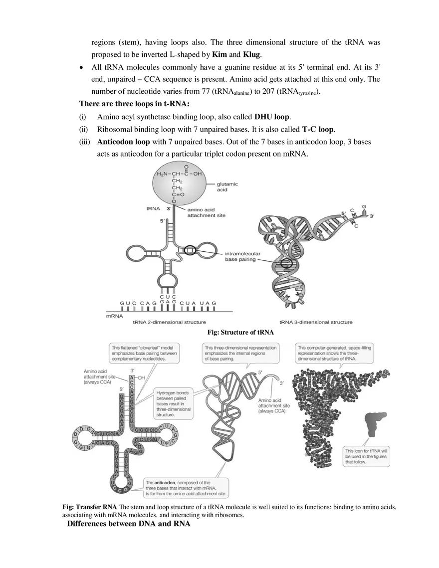7  Structure of RNA - Page 4