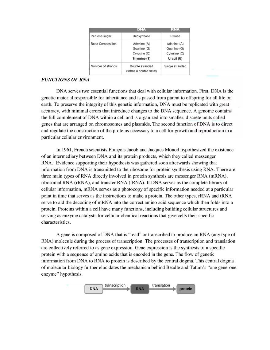7  Structure of RNA - Page 5