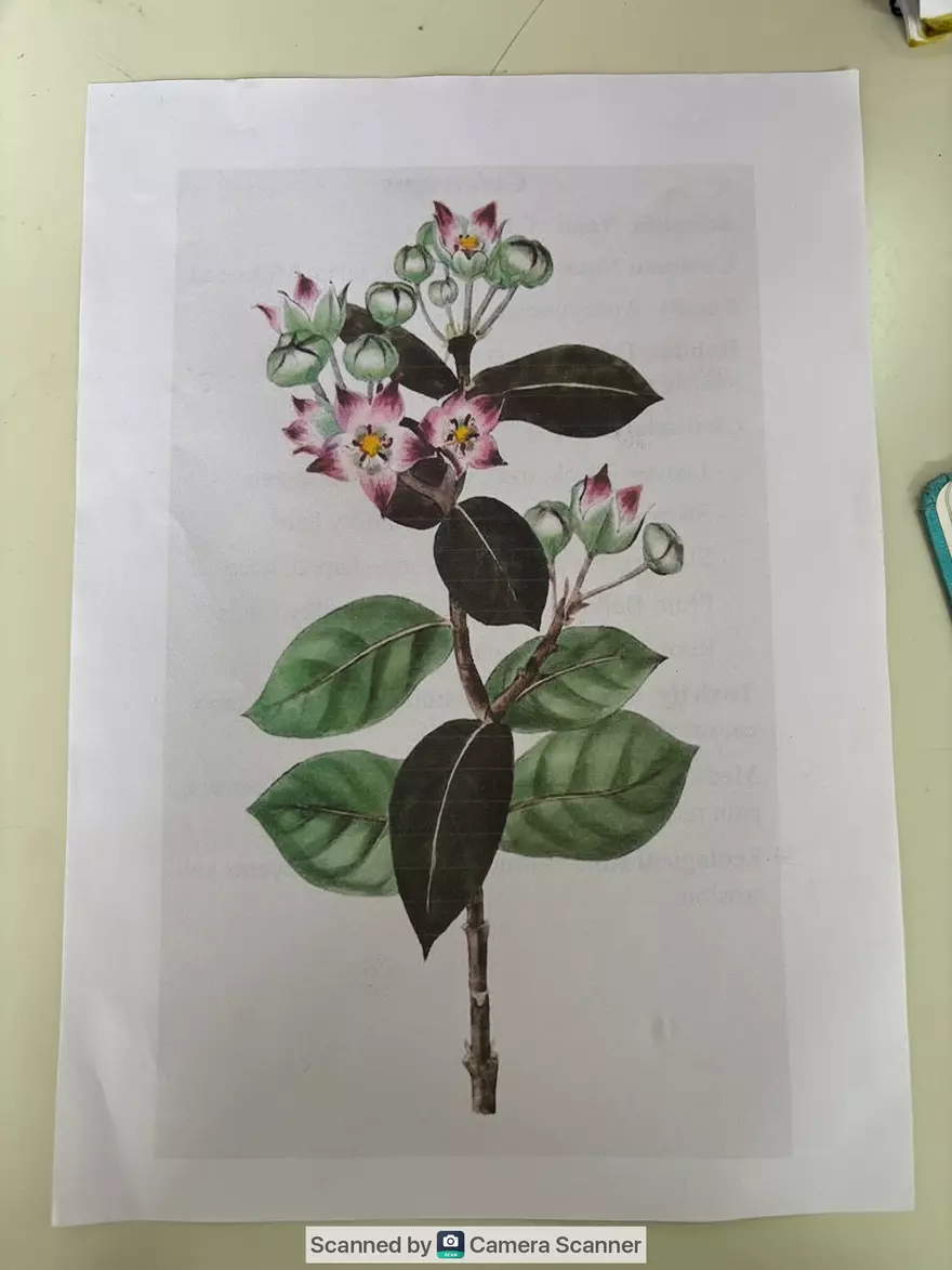 Ecological Pyramid - Page 8