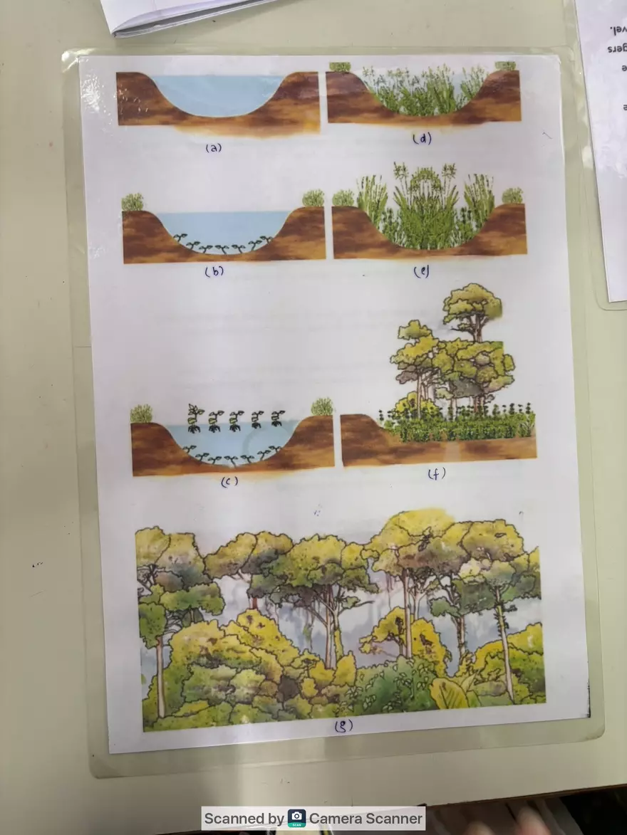 Ecological Pyramid - Page 10