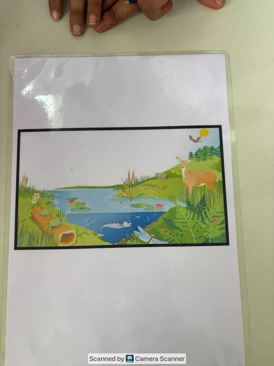 Ecological Pyramid - Page 12