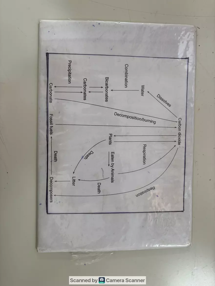 Ecological Pyramid - Page 13