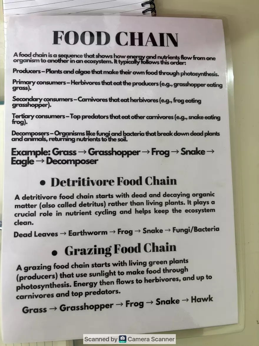 Ecological Pyramid - Page 14