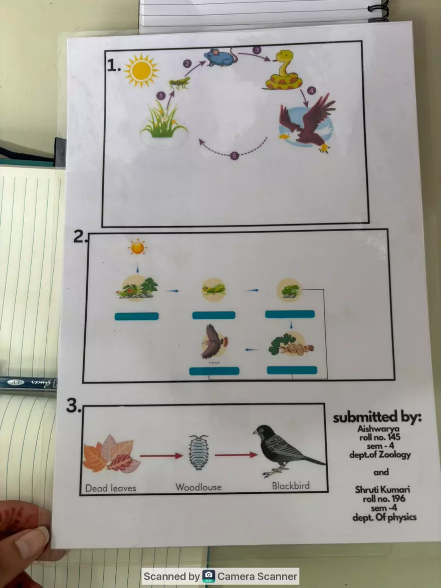 Ecological Pyramid - Page 15