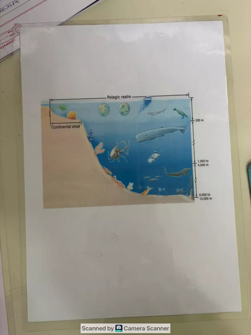 Ecological Pyramid - Page 20