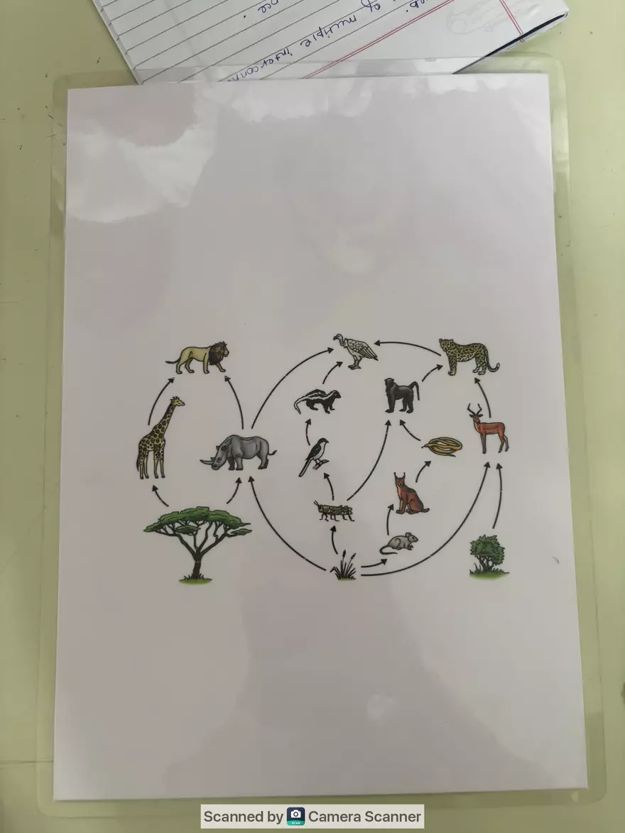 Ecological Pyramid - Page 22