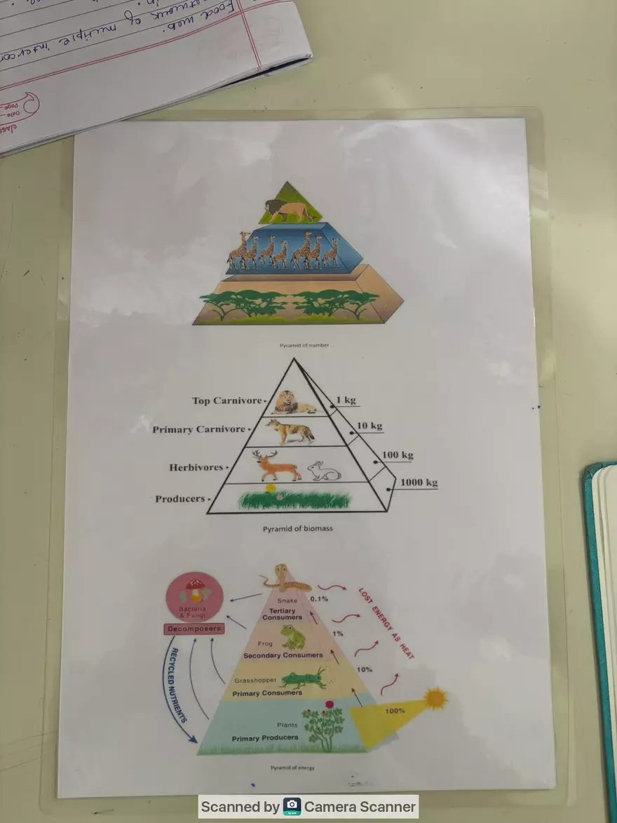 Ecological Pyramid - Page 2