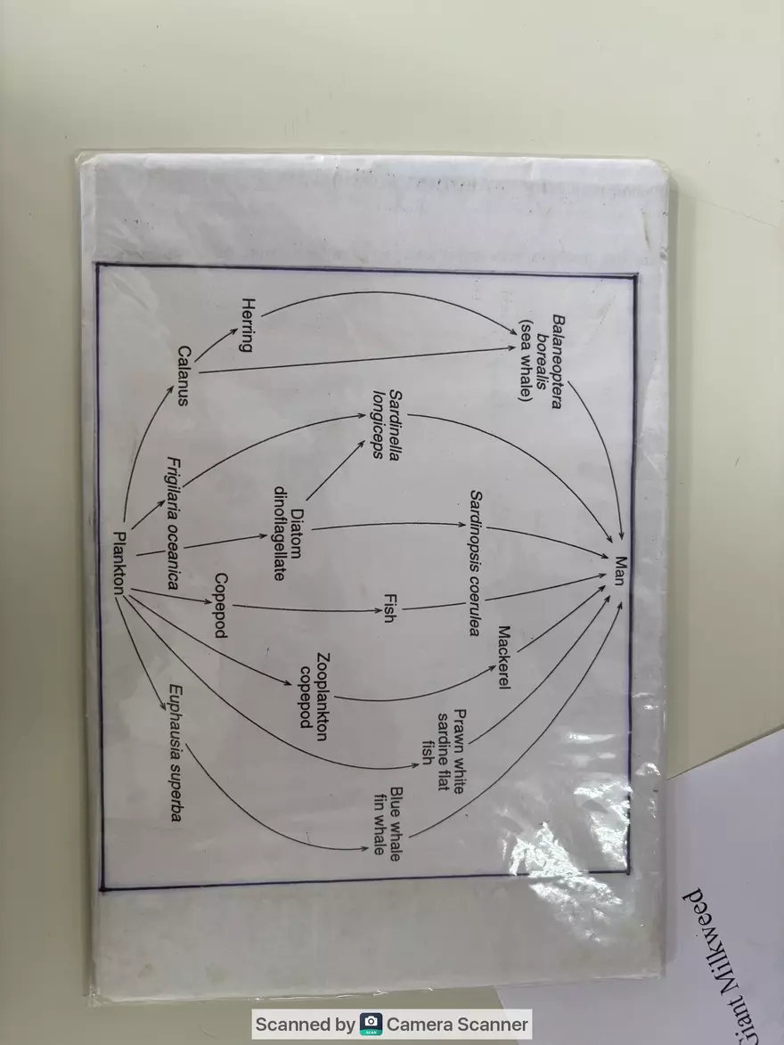 Ecological Pyramid - Page 3